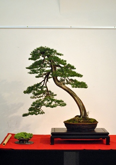 taxus cuspidata literati vagy bunjin bonsai a mmarczika bonsai studio bonsai es suiseki kiallitasan a mustran